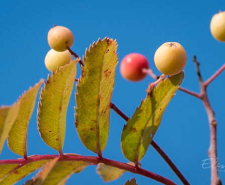 2548_9115_Sorbus_Red_Tip_.JPG