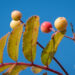 2548_9115_Sorbus_Red_Tip_.JPG