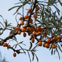 2549_6405_Hippophae_rhamnoides_Otradnaja_.jpg