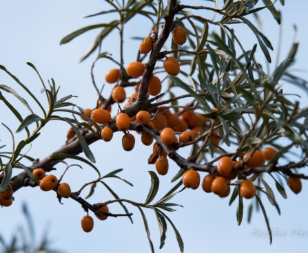 2549_6405_Hippophae_rhamnoides_Otradnaja_.jpg