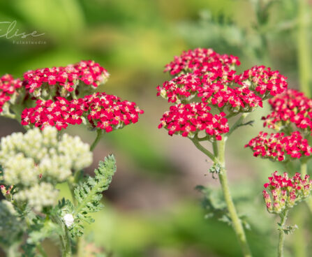 2555_8804_Achillea_millefolium_Laura.JPG