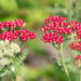 2555_8804_Achillea_millefolium_Laura.JPG