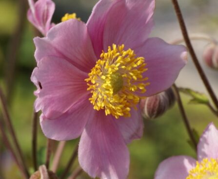 2557_7163_Anemone_tomentosa_RobustissimaPhoto_Darwinplants.jpg