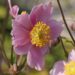 2557_7163_Anemone_tomentosa_RobustissimaPhoto_Darwinplants.jpg