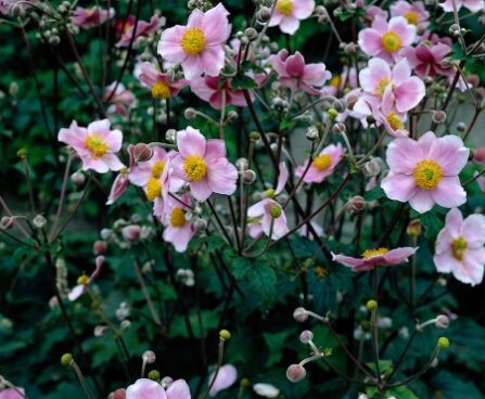 2557_7164_Anemone_tomentosa_Robustissima1Photo_Darwinplants.jpg