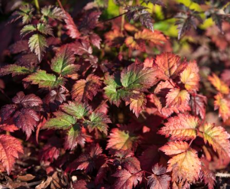 2562_6730_Astilbe_arendsii_Color_Flash_.JPG