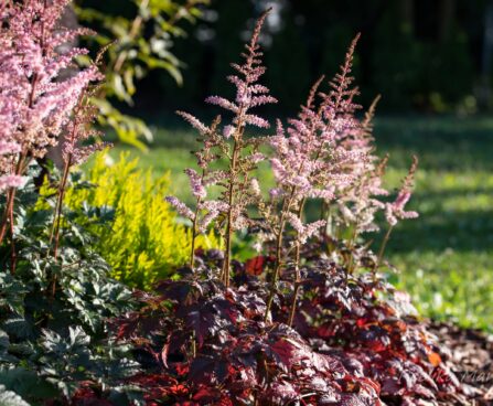 2562_6731_Astilbe_arendsii_Color_Flash__2.JPG