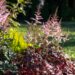 2562_6731_Astilbe_arendsii_Color_Flash__2.JPG