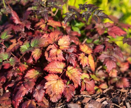 2562_6732_Astilbe_arendsii_Color_Flash__3.JPG