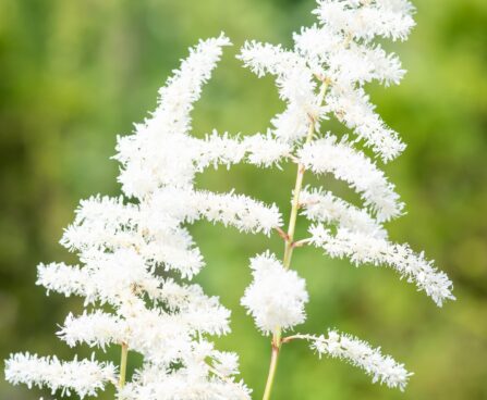 2563_10351_Astilbe_japonica_Ellie__jaapani_astilbe.jpg