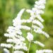 2563_10351_Astilbe_japonica_Ellie__jaapani_astilbe.jpg