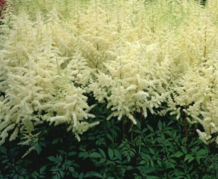 2563_7166_Astilbe_japonica_Ellie_Photo_Darwinplants.jpg