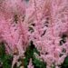 2564_7148_Astilbe_chinensis_Mighty_PipPhoto_Darwinplants.jpg
