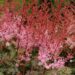 2565_7168_Astilbe_simplicifolia_Key_West_Photo_Darwinplants.jpg