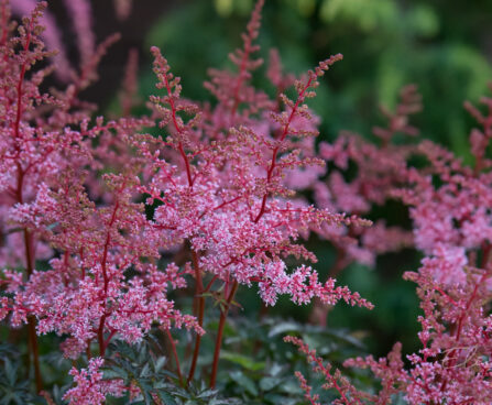 2565_9014_Astilbe_simplicifolia_Key_West__3.JPG