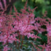 2565_9014_Astilbe_simplicifolia_Key_West__3.JPG