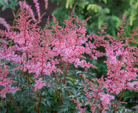 2565_9015_Astilbe_simplicifolia_Key_West__2.JPG