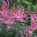 2565_9015_Astilbe_simplicifolia_Key_West__2.JPG