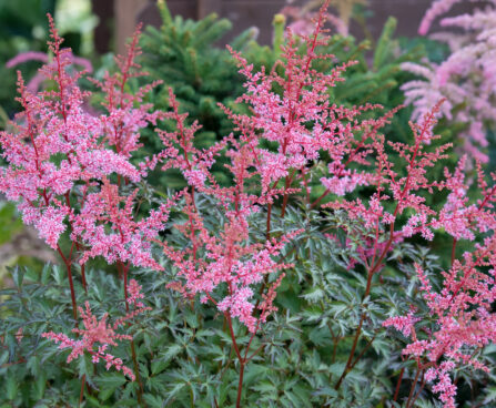 2565_9016_Astilbe_simplicifolia_Key_West_.JPG