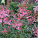 2565_9016_Astilbe_simplicifolia_Key_West_.JPG