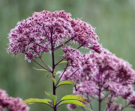 2573_9724_Eupatorium__vesikanep_2.jpg