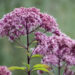 2573_9724_Eupatorium__vesikanep_2.jpg