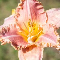 2579_10400_Hemerocallis_Divas_Choice_paevaliilia.jpg