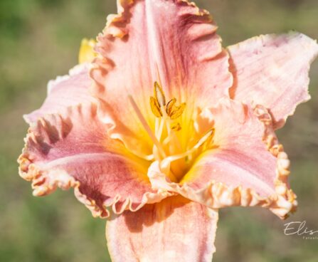 2579_10400_Hemerocallis_Divas_Choice_paevaliilia.jpg