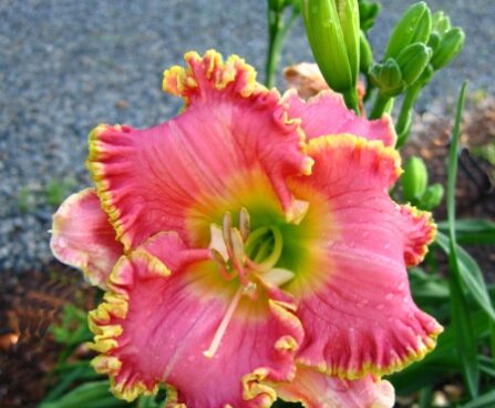 2579_7185_Hemerocallis_Divas_Choice_Photo_Darwinplants.jpg