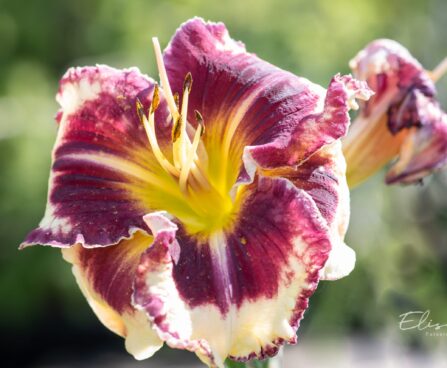 2587_10396_Hemerocallis_Tiger_Blood__paevaliilia.jpg