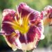 2587_10396_Hemerocallis_Tiger_Blood__paevaliilia.jpg