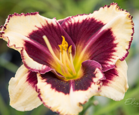 2587_8996_Hemerocallis_Tiger_Blood_.JPG