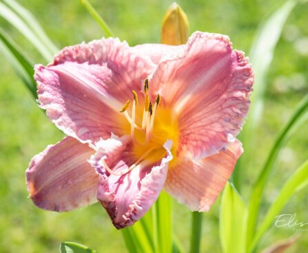 2588_10401_Hemerocallis_Venetian_Fringe__paevaliilia_2.jpg