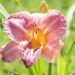 2588_10401_Hemerocallis_Venetian_Fringe__paevaliilia_2.jpg