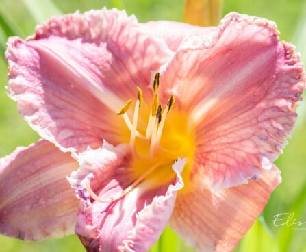 2588_10402_Hemerocallis_Venetian_Fringe__paevaliilia.jpg