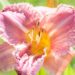 2588_10402_Hemerocallis_Venetian_Fringe__paevaliilia.jpg