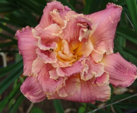 2588_7201_Hemerocallis_Venetian_Fringe_Photo_Darwinplants.jpg