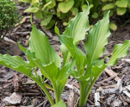 2593_8561_Hosta_Stirfry.JPG