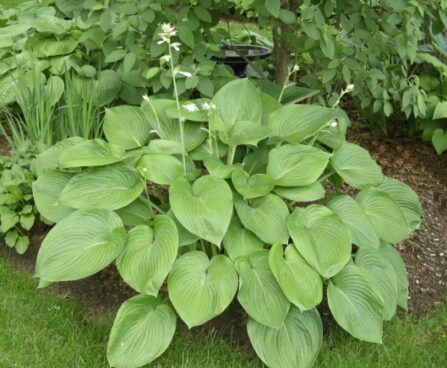 2594_7220_Hosta_T_RexPhoto_Darwinplants.jpg