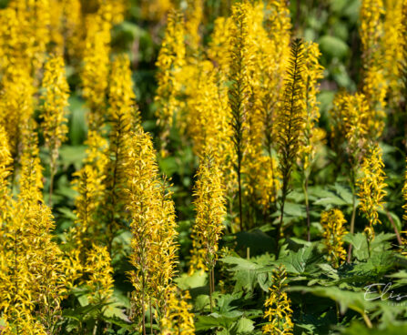 2599_10723_Ligularia_stenocephala_The_Rocket_kobarpea_2.jpg