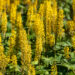 2599_10723_Ligularia_stenocephala_The_Rocket_kobarpea_2.jpg