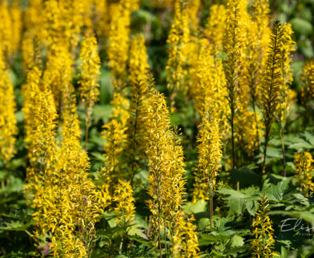 2599_10724_Ligularia_stenocephala_The_Rocket_kobarpea_3.jpg