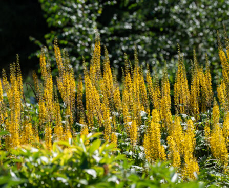 2599_10725_Ligularia_stenocephala_The_Rocket_kobarpea.jpg