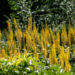 2599_10725_Ligularia_stenocephala_The_Rocket_kobarpea.jpg