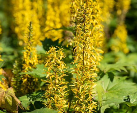 2599_10731_Ligularia_stenocephala_The_Rocket_kobarpea_.jpg