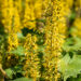2599_10731_Ligularia_stenocephala_The_Rocket_kobarpea_.jpg
