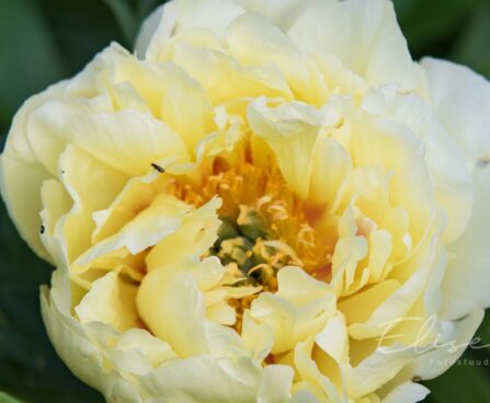 2602_8741_Paeonia_Itoh_Bartzella_.JPG