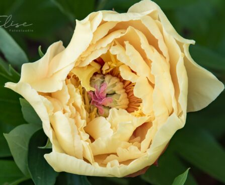 2602_8742_Paeonia_Itoh_Bartzella__3.JPG