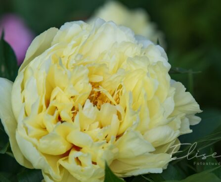 2602_8743_Paeonia_Itoh_Bartzella__2.JPG