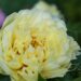 2602_8743_Paeonia_Itoh_Bartzella__2.JPG